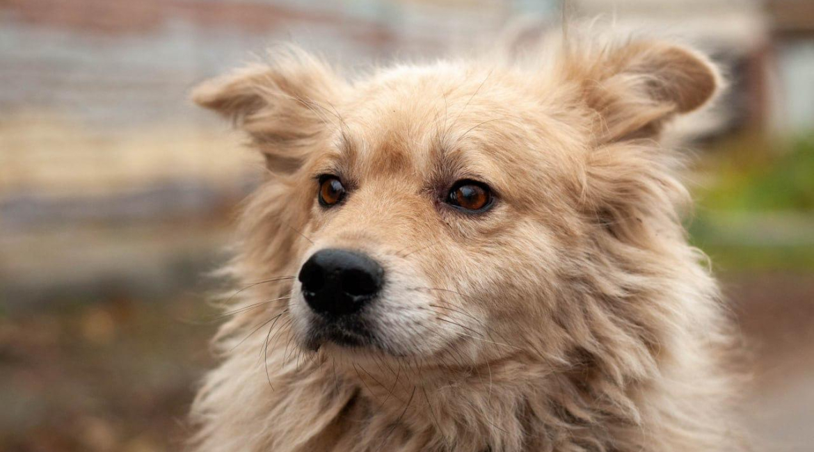Chiens à adopter